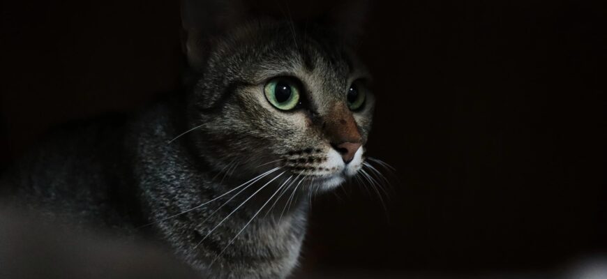 До чого сняться чорні коти: тлумачення сновидінь та їх значення