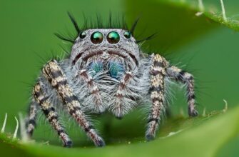 До чого сняться чорні павуки: значення сну та можливі тлумачення