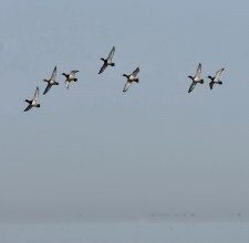 До чого сняться домашні качки: розкриваємо значення вашого сну