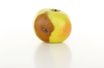 До чого сняться яблука на яблуні: значення сну та його тлумачення