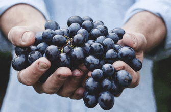 До чого сняться ягоди: Значення сновидіння про збір ягід