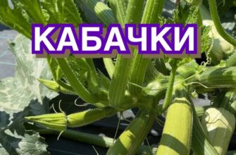 До чого сняться кабачки: значення та тлумачення сновидіння у деталях