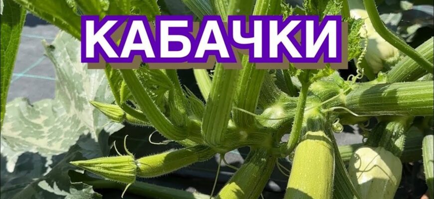 До чого сняться кабачки: значення та тлумачення сновидіння у деталях