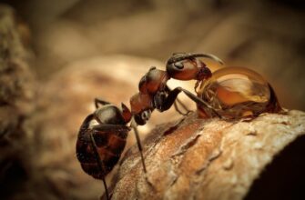 До чого сняться комахи: тлумачення сновидінь про різних істот