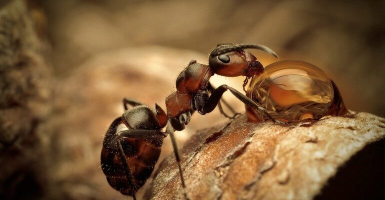 До чого сняться комахи: тлумачення сновидінь про різних істот