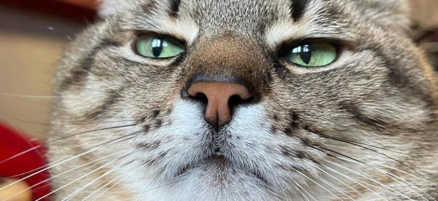 До чого сняться коти: розгадка значення та символіки сновидінь