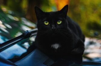 До чого сняться коти жінці: тлумачення сну та можливі значення