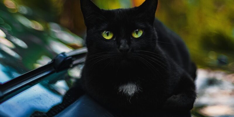 До чого сняться коти жінці: тлумачення сну та можливі значення