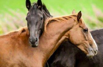 До чого сняться кролики жінці: тлумачення сновидінь і можливі значення