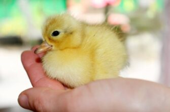 До чого сняться курчата: тлумачення снів про маленьких пташенят