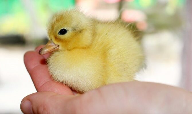 До чого сняться курчата: тлумачення снів про маленьких пташенят