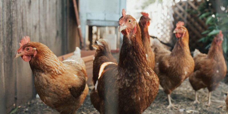 До чого сняться курчата з квочкою: тлумачення сновидінь та значення