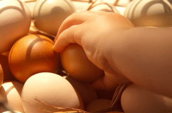 До чого сняться курячі яйця: тлумачення сну і його значення