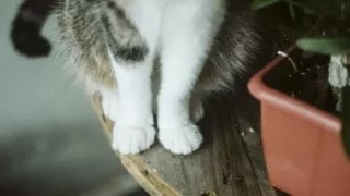 До чого сняться кури: значення сну про курку і курчат