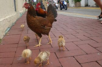 До чого сняться кури: значення снів про курей у вашому житті