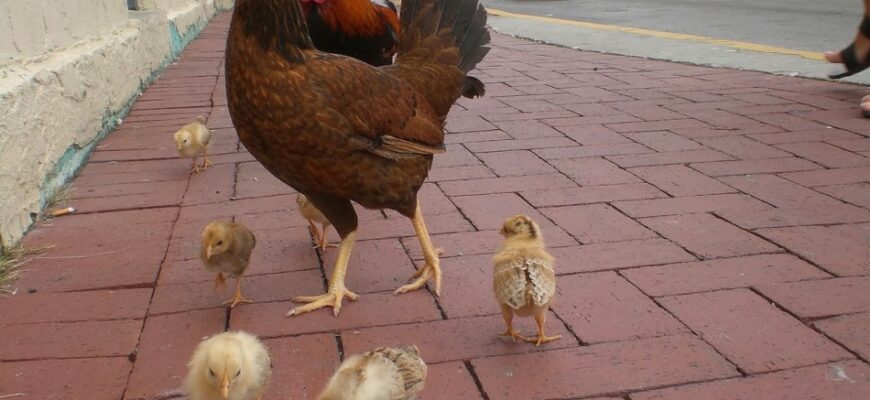 До чого сняться кури: значення снів про курей у вашому житті