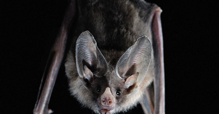 До чого сняться летючі миші: розкриття прихованих значень сновидінь