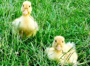 До чого сняться маленькі каченята заміжній жінці: розкриваємо секрети сновидінь