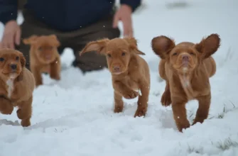 До чого сняться маленькі цуценята: трактування сновидінь та значення