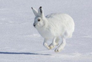 До чого сняться маленькі зайці: розкриття символіки та значення сну