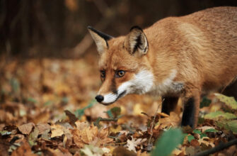 До чого сняться місячні на одязі: розкриття сновидінь та їх значення