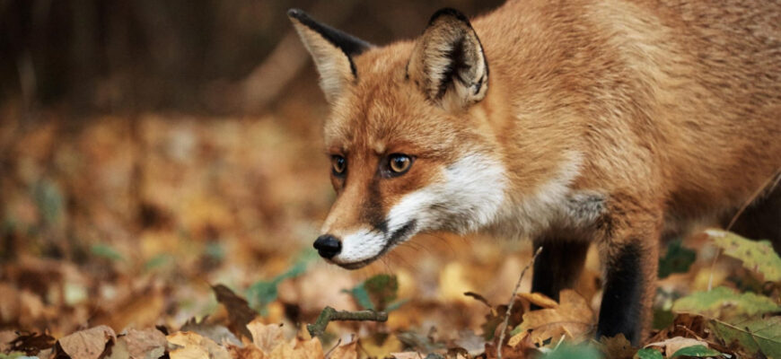 До чого сняться місячні на одязі: розкриття сновидінь та їх значення