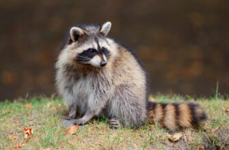 До чого сняться оси: тлумачення сну та його символічне значення