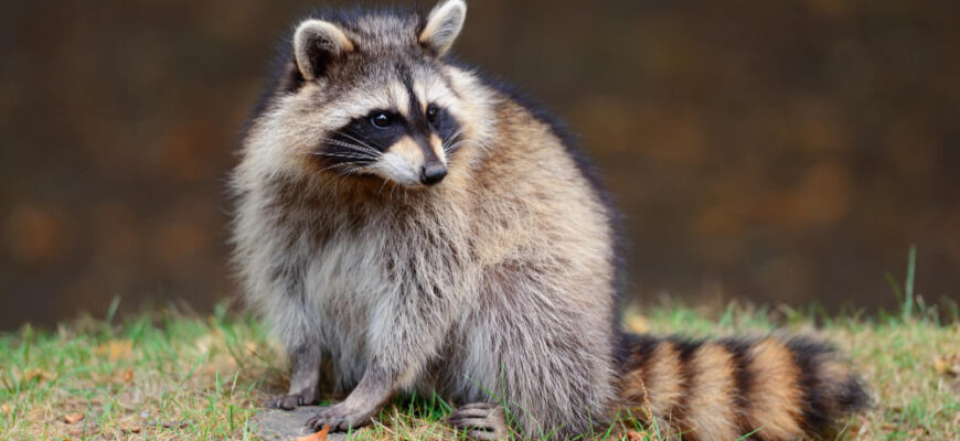 До чого сняться оси: тлумачення сну та його символічне значення