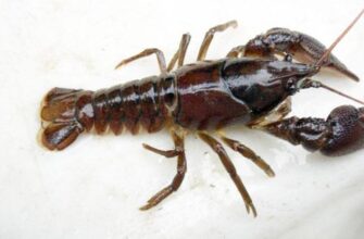 До чого сняться раки: тлумачення снів про раків у різних сонниках