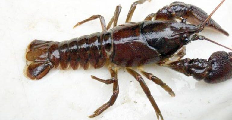 До чого сняться раки: тлумачення снів про раків у різних сонниках