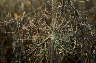 До чого сняться шкарпетки: тлумачення снів і можливі значення