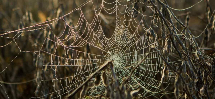 До чого сняться шкарпетки: тлумачення снів і можливі значення