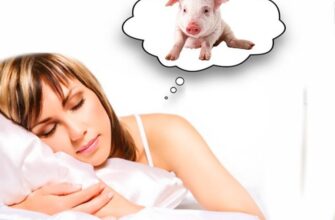 До чого сняться свині: значення та тлумачення сновидінь про свиней