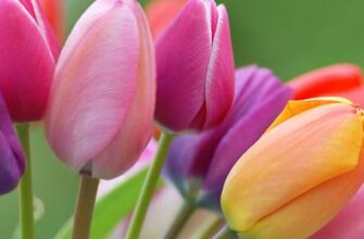 До чого сняться тюльпани: тлумачення сну і значення символу квітів