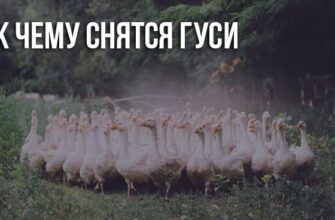 До чого сняться великі гуси: значення та тлумачення сновидінь