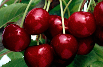 До чого сняться вишні на дереві: тлумачення сновидінь та значення сну