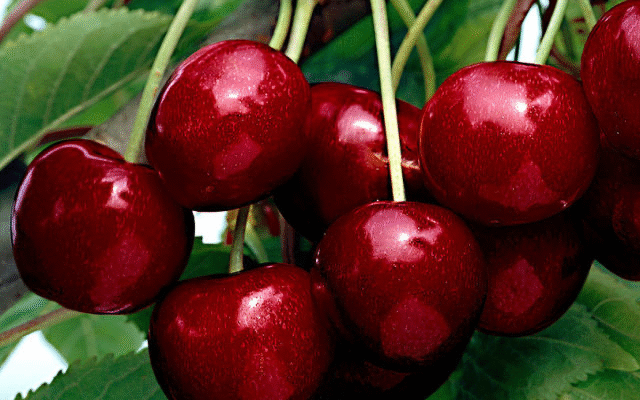 До чого сняться вишні на дереві: тлумачення сновидінь та значення сну