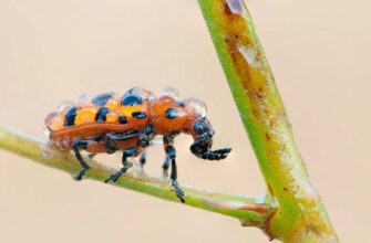 До чого сняться жуки: значення та тлумачення сну по деталях