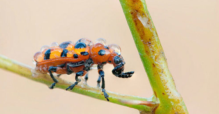 До чого сняться жуки: значення та тлумачення сну по деталях