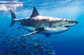 До чого сниться акула у воді: розкриваємо значення сну для вас