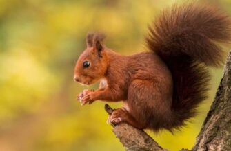 До чого сниться білка: Розкриття символіки і значень сновидіння