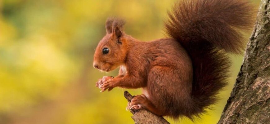 До чого сниться білка: Розкриття символіки і значень сновидіння