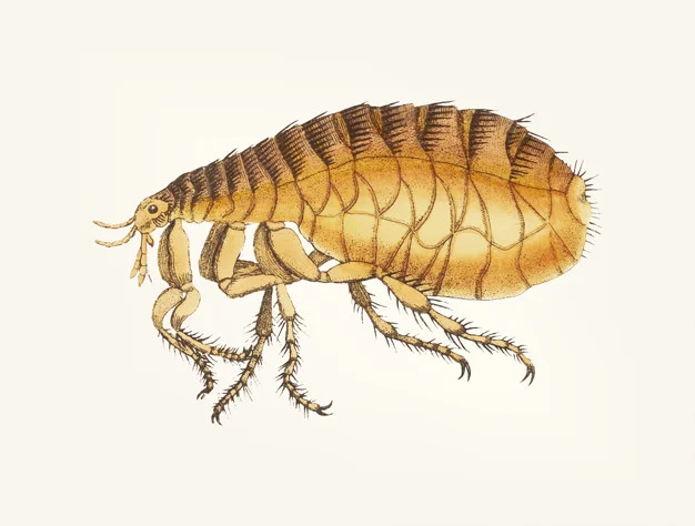 Лікарські рослини України: природна аптека степів і лісів - Engage