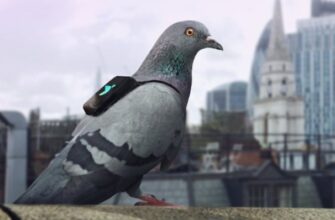 До чого сниться білий голуб: розкриваємо значення снів про птаха