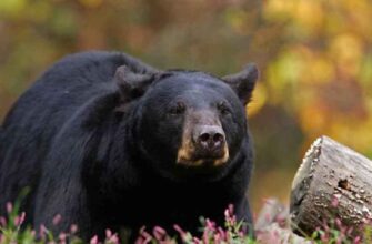 До чого сниться бурий ведмідь: значення та тлумачення сновидінь