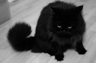 До чого сниться чорна кішка: значення й тлумачення сновидіння
