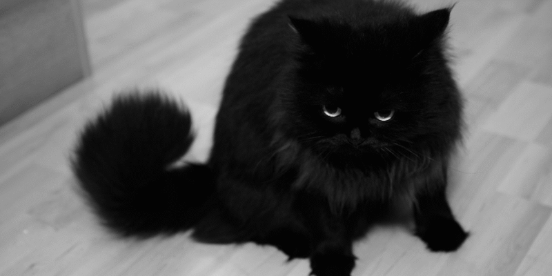 До чого сниться чорна кішка: значення й тлумачення сновидіння