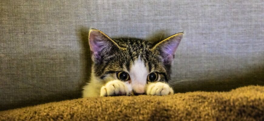 До чого сниться чорний кіт? Розгадуємо значення сновидінь