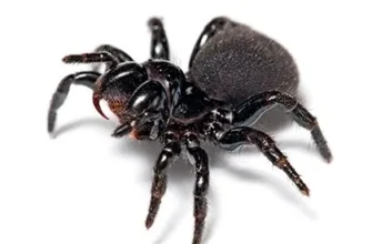 До чого сниться чорний павук: Значення та тлумачення сновидіння