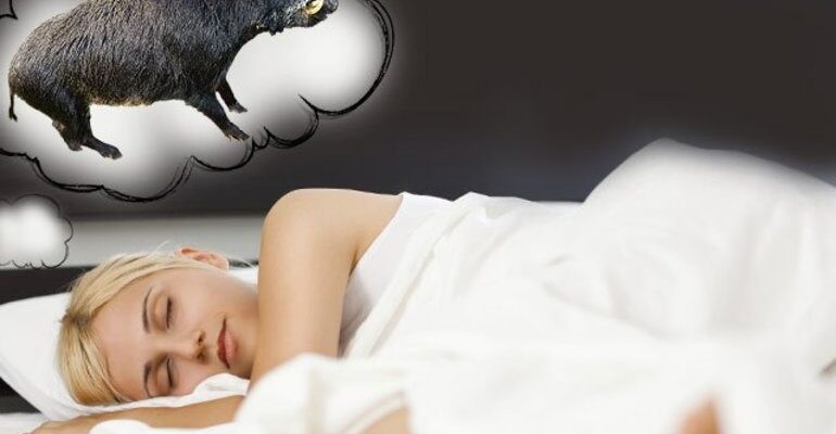 До чого сниться дикий кабан: значення та тлумачення сну по-новому